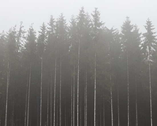 PHOTOWALL / Misty Day in the Forest (e40501)