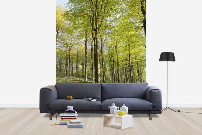 PHOTOWALL / Summer Beech Wood (e40503)