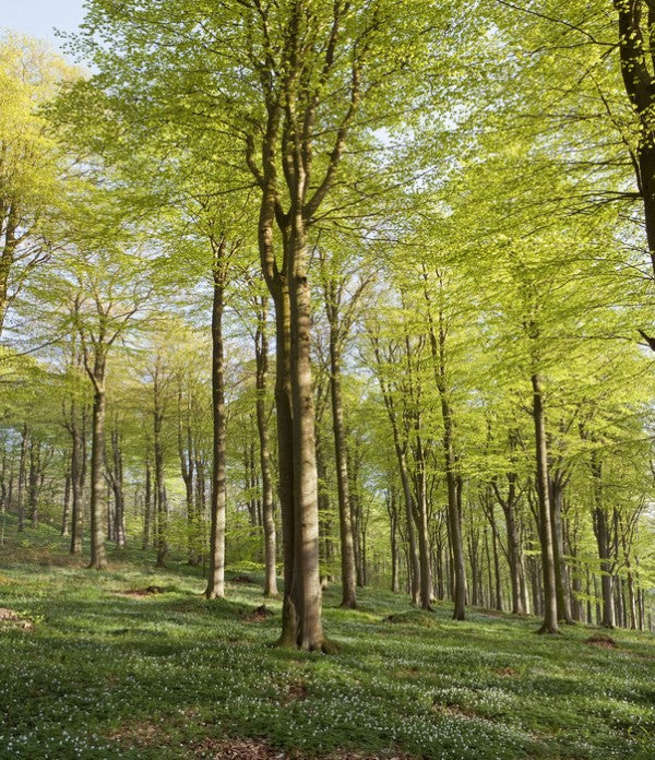 PHOTOWALL / Summer Beech Wood (e40503)