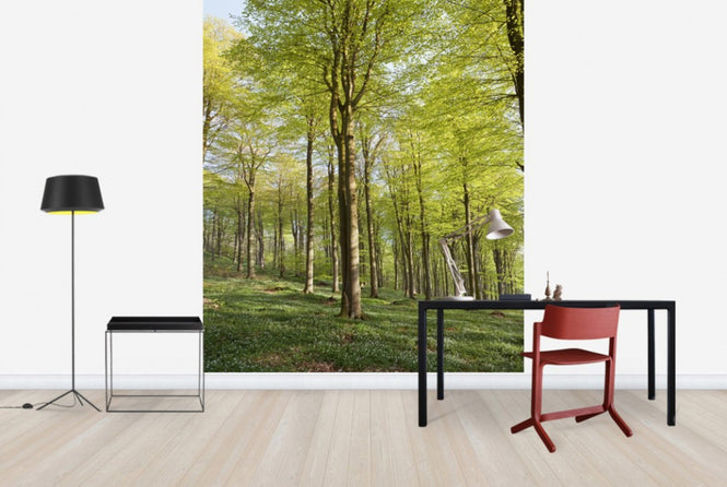 PHOTOWALL / Summer Beech Wood (e40503)
