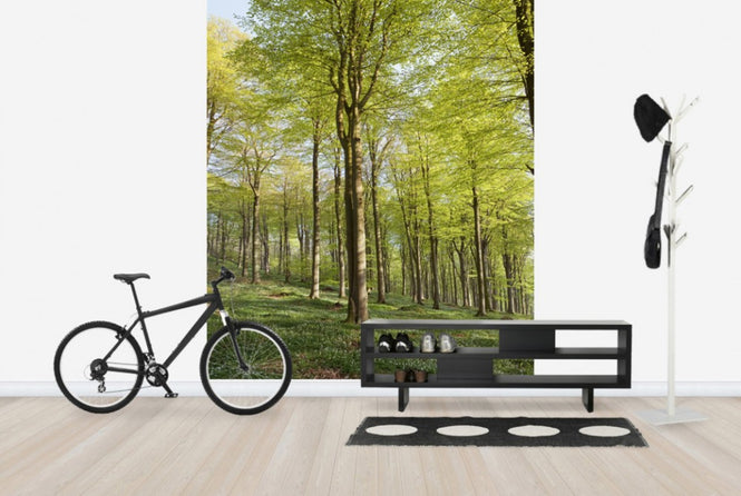 PHOTOWALL / Summer Beech Wood (e40503)