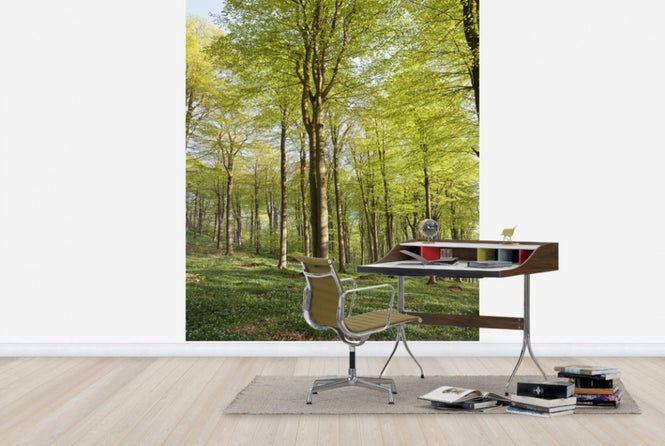 PHOTOWALL / Summer Beech Wood (e40503)