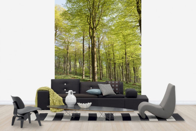 PHOTOWALL / Summer Beech Wood (e40503)