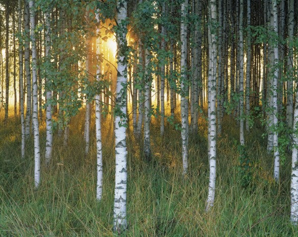PHOTOWALL / Sunbeam through Birch Forest (e40505)
