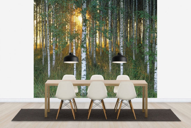 PHOTOWALL / Sunbeam through Birch Forest (e40505)