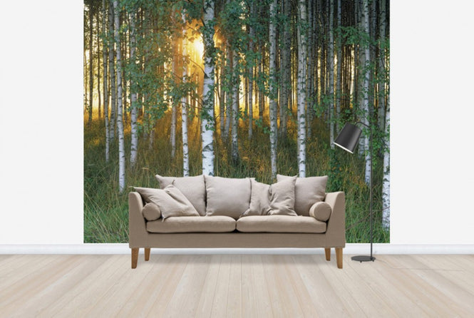 PHOTOWALL / Sunbeam through Birch Forest (e40505)