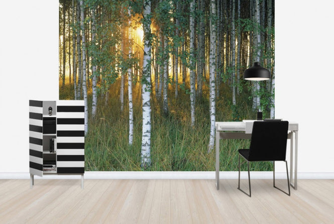 PHOTOWALL / Sunbeam through Birch Forest (e40505)