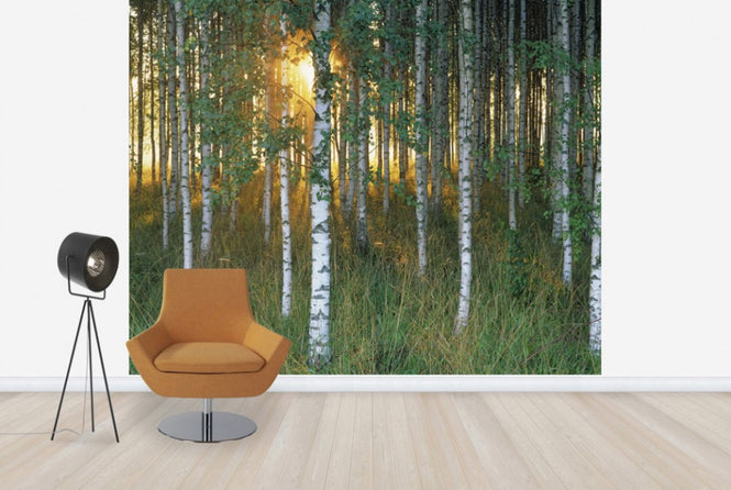 PHOTOWALL / Sunbeam through Birch Forest (e40505)