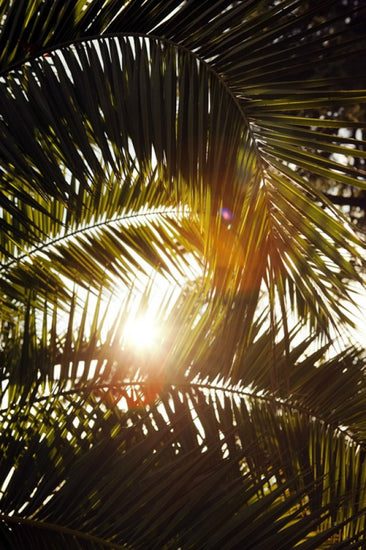 PHOTOWALL / Sunbeam through Palm Leaves (e40648)