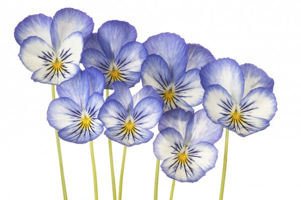 PHOTOWALL / Blue Pansies (e40589)