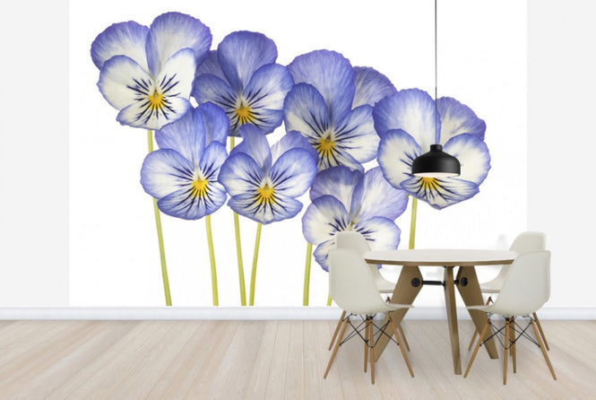 PHOTOWALL / Blue Pansies (e40589)