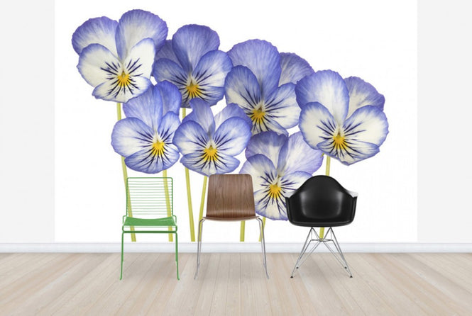 PHOTOWALL / Blue Pansies (e40589)