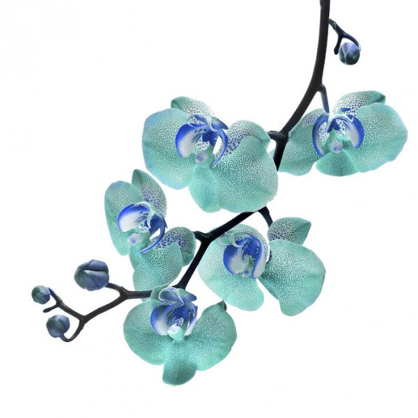 PHOTOWALL / Blue Phalaenopsis Orchid (e40590)