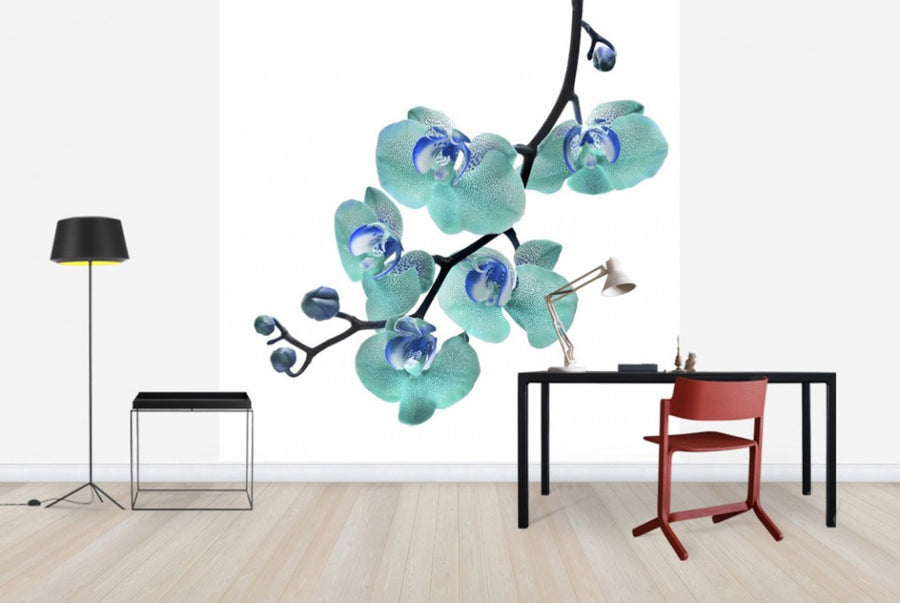 PHOTOWALL / Blue Phalaenopsis Orchid (e40590)