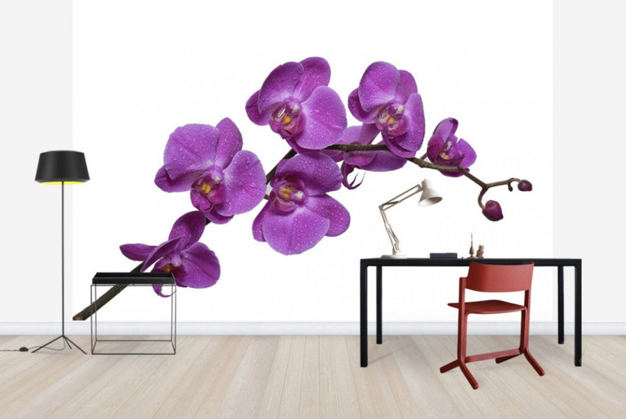 PHOTOWALL / Crisp Orchids (e40593)