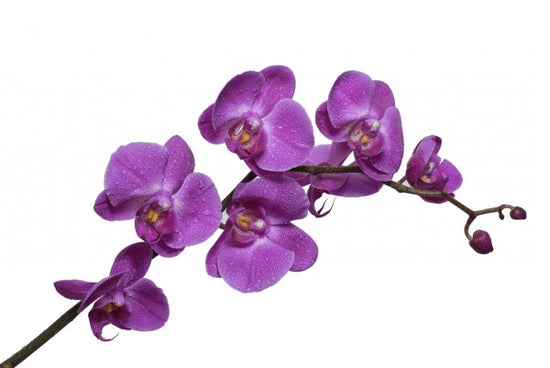PHOTOWALL / Crisp Orchids (e40593)