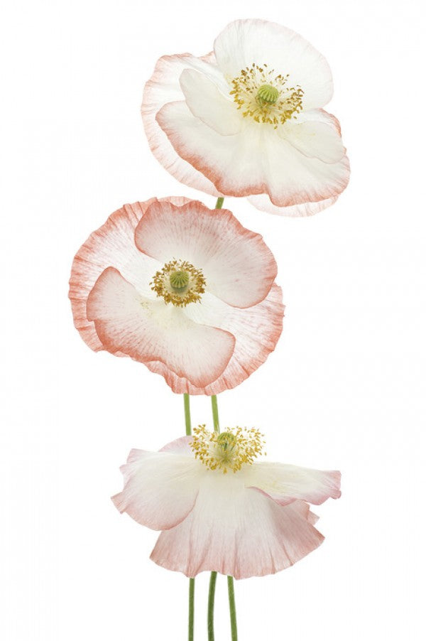 PHOTOWALL / Delicate Poppies (e40594)