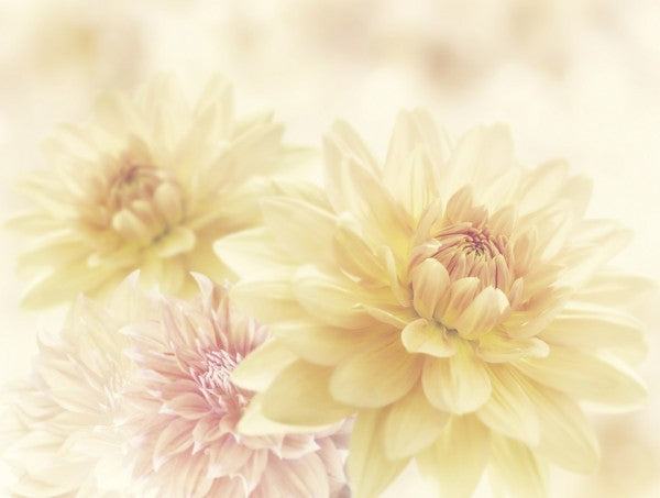 PHOTOWALL / Fair Dahlias (e40598)
