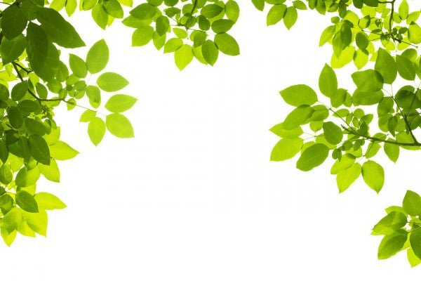 PHOTOWALL / Ceiling of Fresh Leaves (e40691)