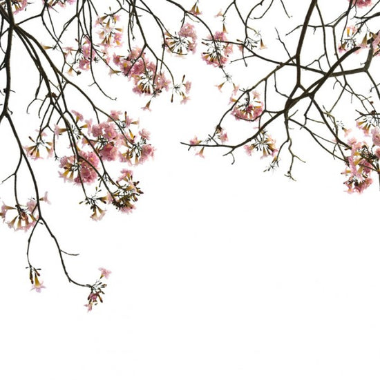 PHOTOWALL / Cherry Branches (e40692)