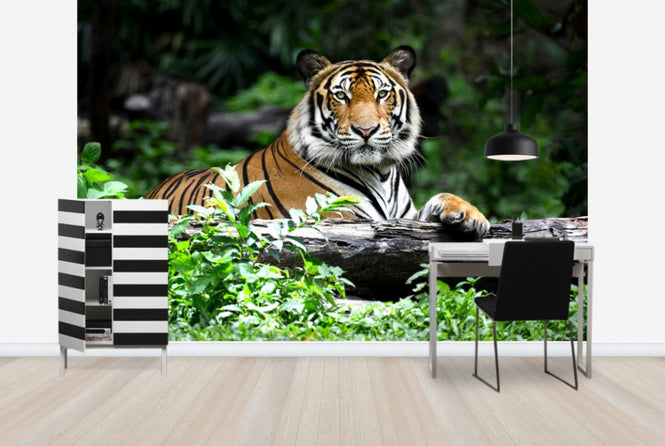 PHOTOWALL / Bengal Tiger (e40704)