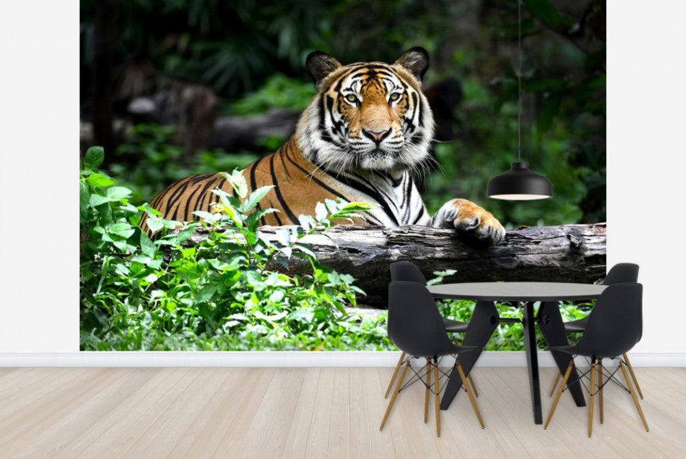 ネパールのタペストリー PHOTOWALL / Bengal Tiger (e40704) | 輸入壁紙専門店 WALPA