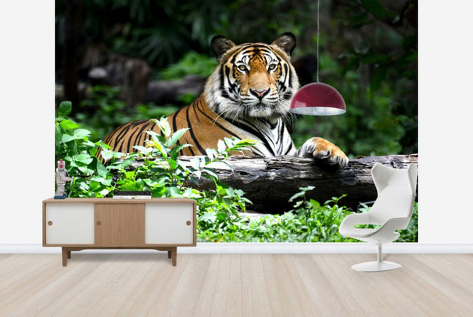 PHOTOWALL / Bengal Tiger (e40704)