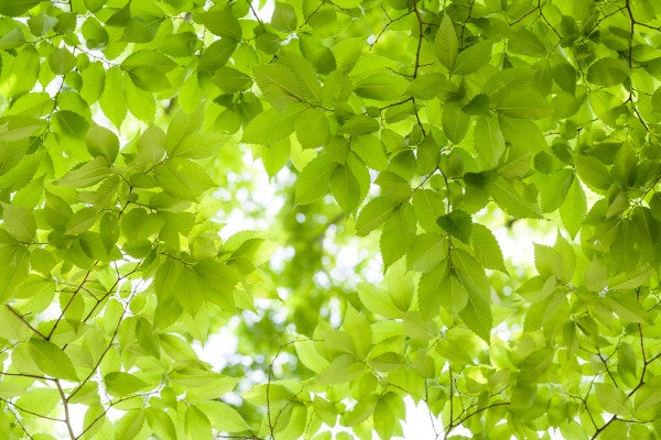 PHOTOWALL / Green Leaves Background (e40694)