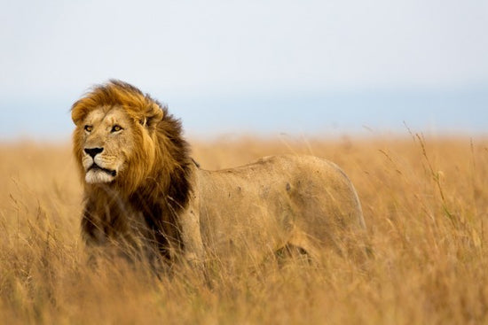 PHOTOWALL / Lions Watch (e40708)