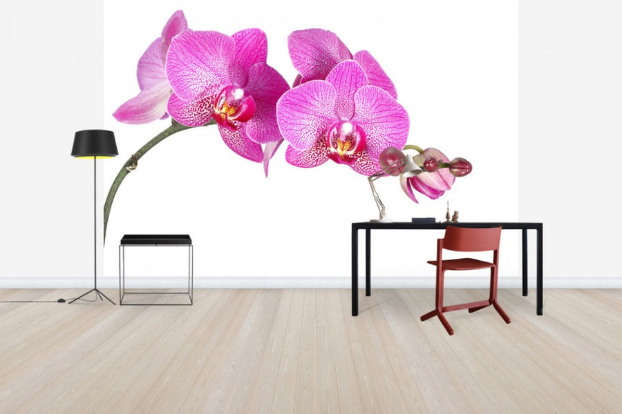 PHOTOWALL / Innocent Orchid (e40698)