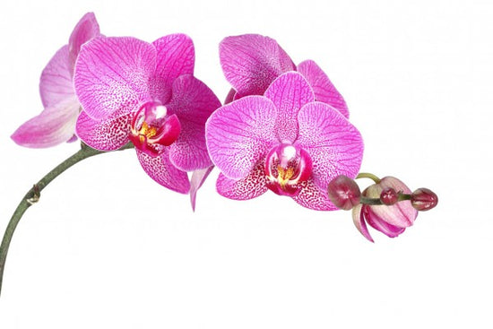 PHOTOWALL / Innocent Orchid (e40698)