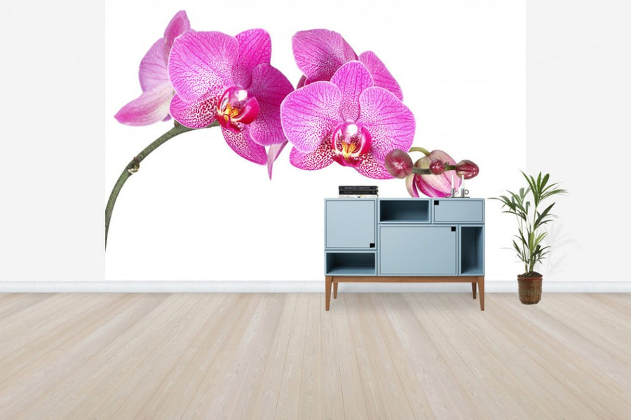 PHOTOWALL / Innocent Orchid (e40698)