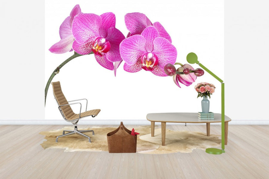 PHOTOWALL / Innocent Orchid (e40698)