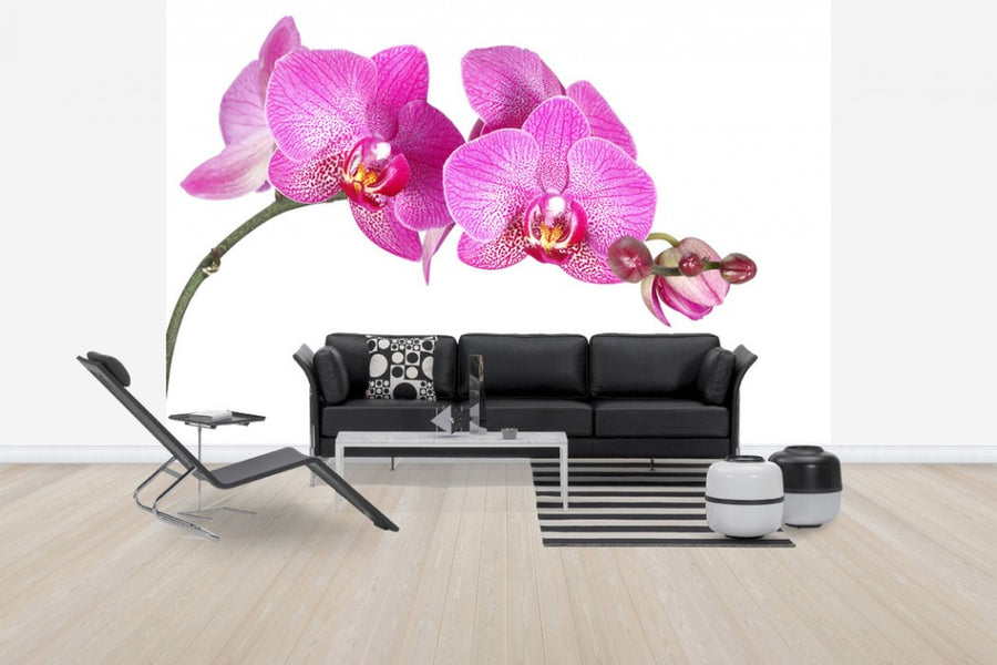 PHOTOWALL / Innocent Orchid (e40698)