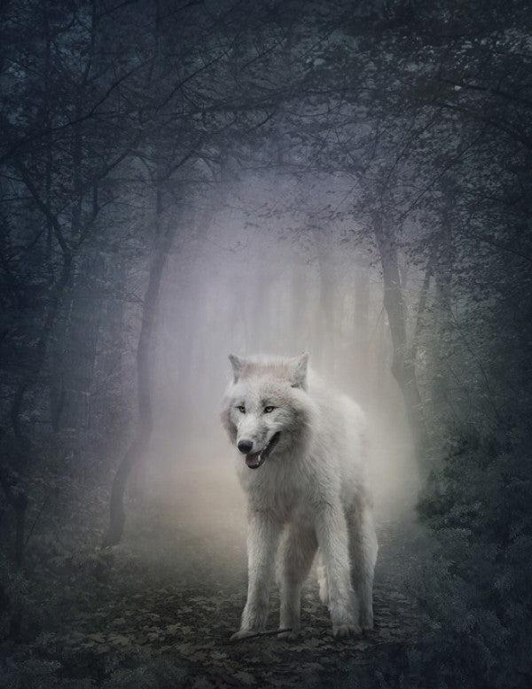PHOTOWALL / White Wolf in the Night Forest (e40710)