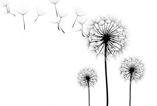 PHOTOWALL / Silhouette of Dandelions Seeds (e40699)