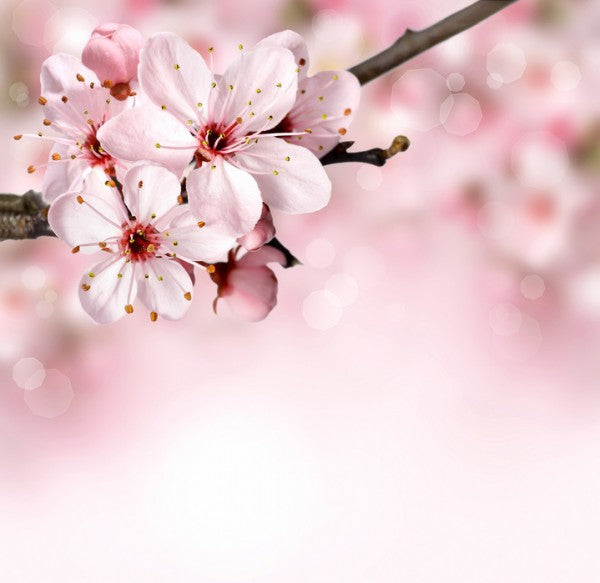 PHOTOWALL / Spring Border Cherry Blossom (e40700)