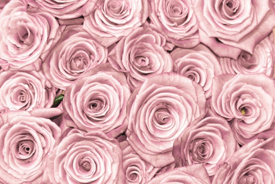 PHOTOWALL / Wall of Roses (e40702)