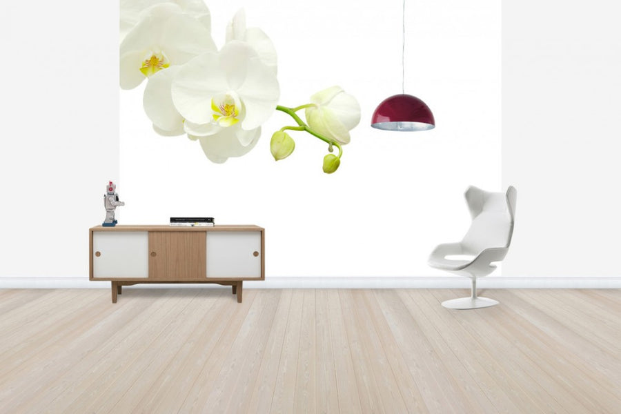 PHOTOWALL / White Elegant Orchid (e40703)