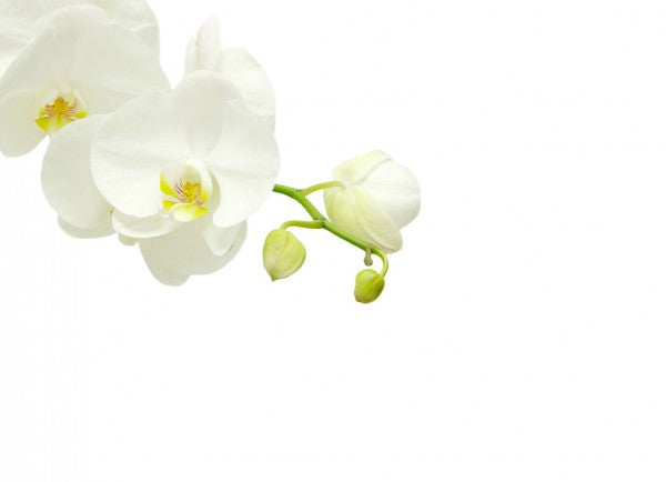 PHOTOWALL / White Elegant Orchid (e40703)