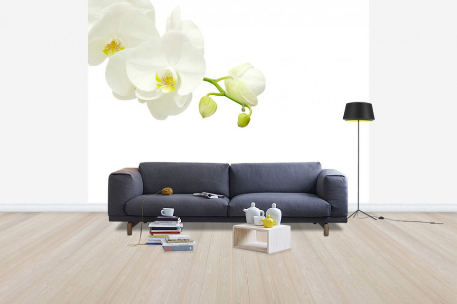 PHOTOWALL / White Elegant Orchid (e40703)