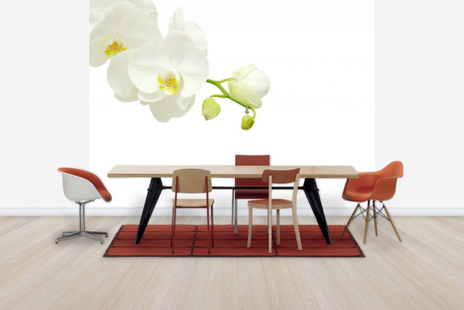 PHOTOWALL / White Elegant Orchid (e40703)