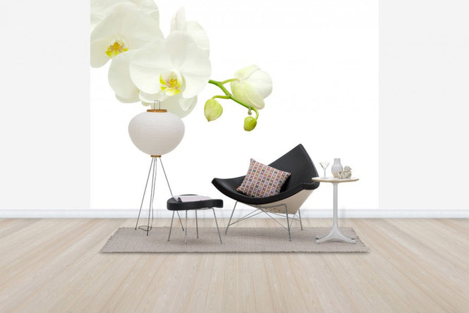 PHOTOWALL / White Elegant Orchid (e40703)