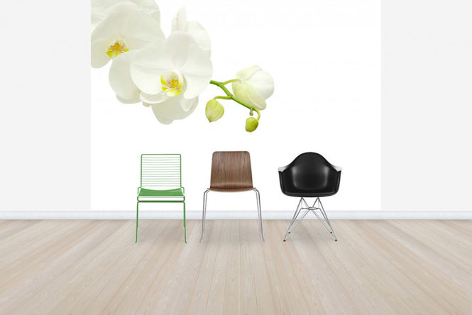 PHOTOWALL / White Elegant Orchid (e40703)