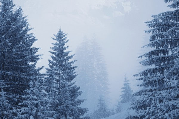 PHOTOWALL / Conferious Forest in Austria (e40736)