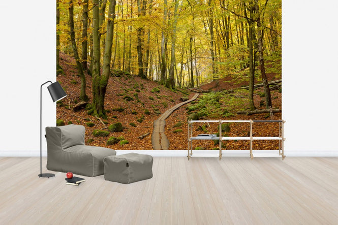 PHOTOWALL / Soderasen Beach Wood, Sweden (e40746)