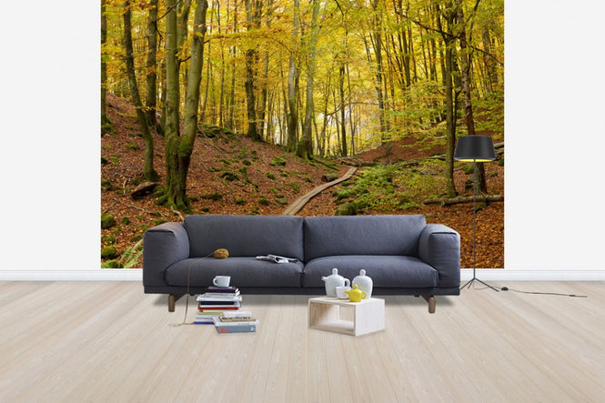 PHOTOWALL / Soderasen Beach Wood, Sweden (e40746)