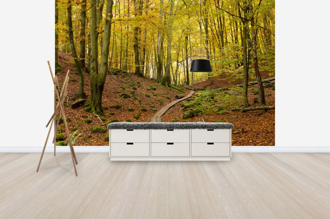 PHOTOWALL / Soderasen Beach Wood, Sweden (e40746)