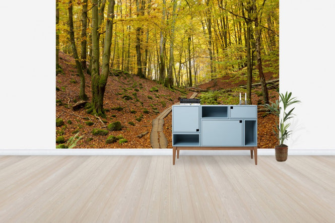 PHOTOWALL / Soderasen Beach Wood, Sweden (e40746)