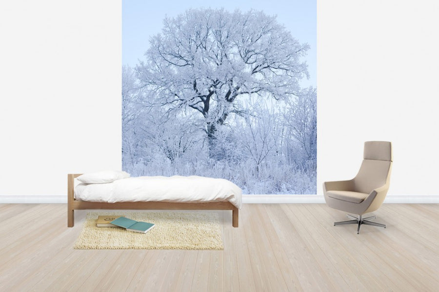 PHOTOWALL / Winter Oak in Sweden (e40752)
